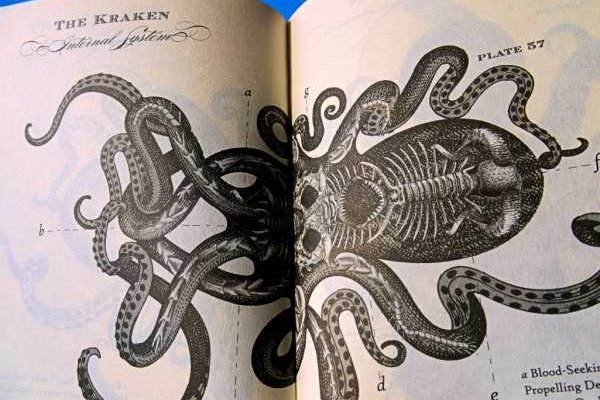 Kraken13at