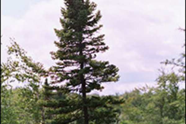 Кракен драг